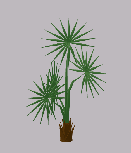 Fan Palm