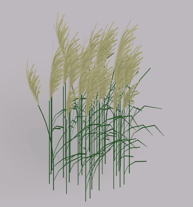 Grasses big