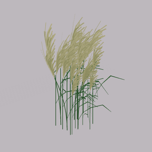 Grasses mid