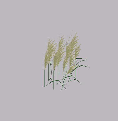 Grasses small