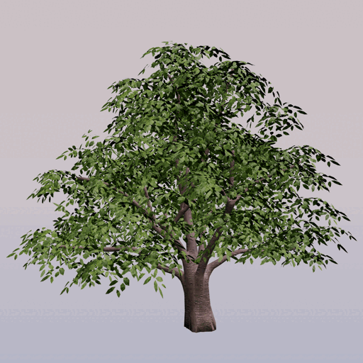Tree 13